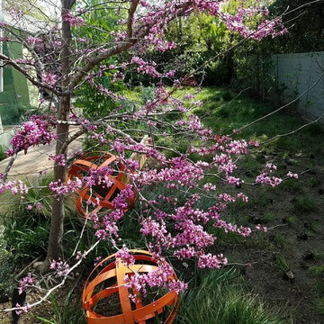 Southern California Yard