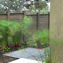 plants