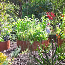 Herb Garden