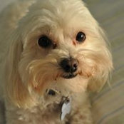 Dianne Azzi Marshall's photo