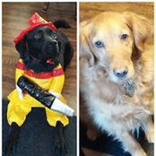 Lynne Krawczyk's photo
