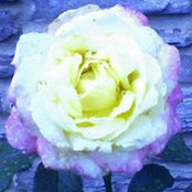 Jana Archbold's photo