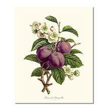 Botanicals