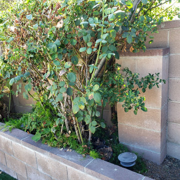 Backyard clean up and remodel
