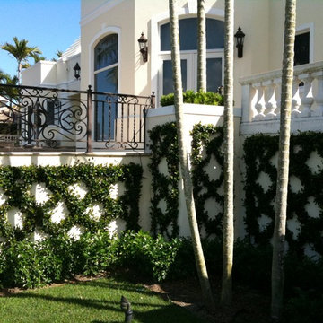 Espaliering to Soften the Walls with Confederate Jasmine