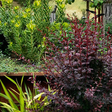 Orinda Back Yard Retreat