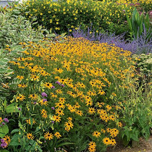 Landscape Ideas