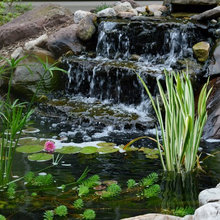 Surrey Backyard Ideas