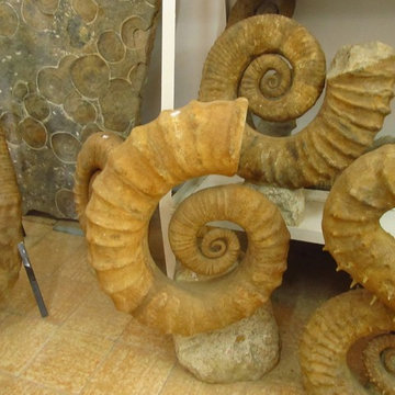 Fossil Collector Piece