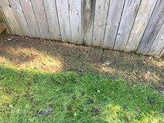 New sod is thin after first mow