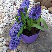 Elizabeth Huffaker's photo