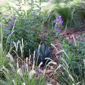 Lose the Lawn in Piedmont California