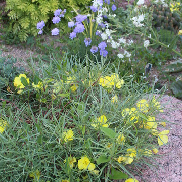Fun, Flowers, & Food at El Rancho Calypso
