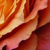 Kathleen Cicchini's photo