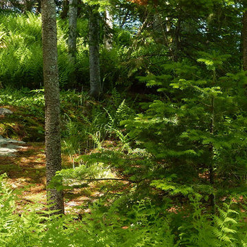 A granite slab bridges a shallow rill along a path through native ground cover p