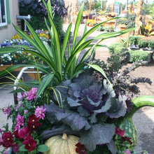 New Colors for you Fall Planters