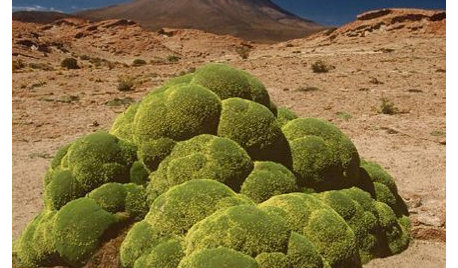 Let Nature Inspire Your Landscape: Devise a Desert Garden