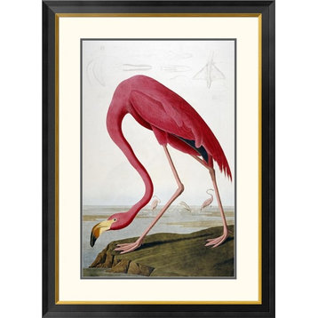 "American Flamingo" Framed Digital Print by John James Audubon, 30x40"