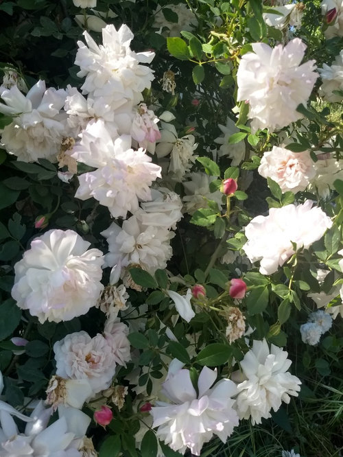 Gone Country Roses Gold Country Roses -- ID Me? (#2 of 2)