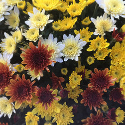 Current Featured Plants - Products