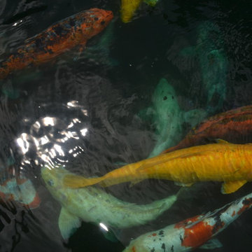 Biological Koi Ponds