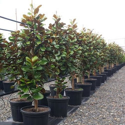 Large grade trees - Products