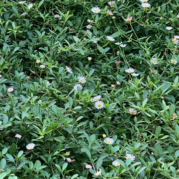 giardino contemporaneo a basso impatto ambientale