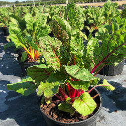 Current Featured Plants - Products