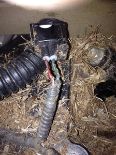 how to kill chipmunks