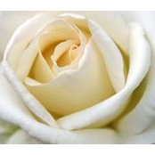 Beverly Jacobs's photo