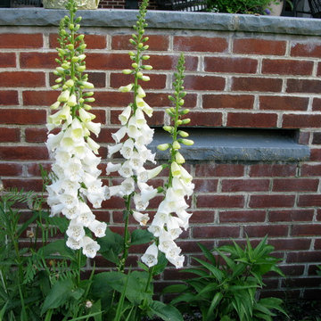 Foxglove next to brick wall and patio drainage scuppers