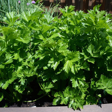 Raised Vegetable Bed / Ornamental Garden 2016