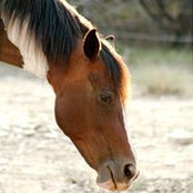 Debbie Follman's photo