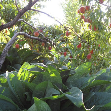Edible Forest Garden