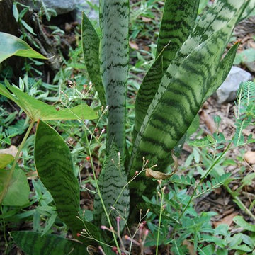 Sansevieria (snake plant)