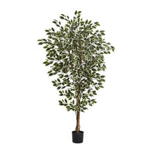 plants
