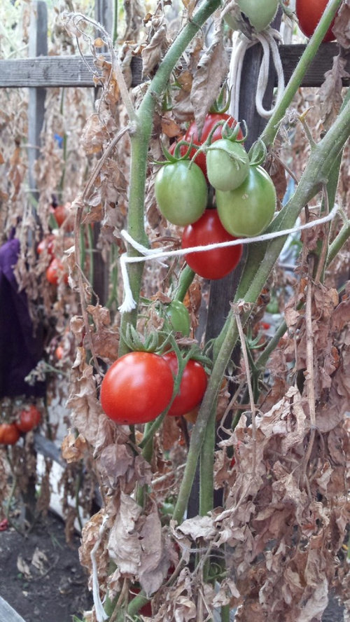 Tomato leaves all died.. why?