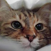 Leelee Misuraca's photo