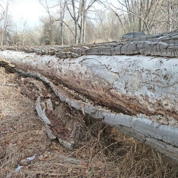 Tree Service Magnolia Beaver Tree Service, Inc.