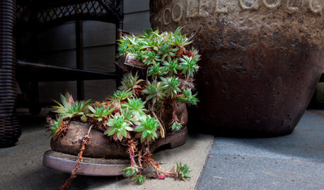 Idées récup' : Recyclez des objets du quotidien en jardinières