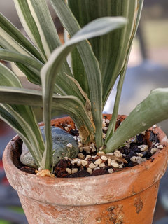 sansevieria tower Sansevieria Tower Hybrid main image 1