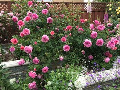 Keep or throw away Princess Alexandra of Kent roses?
