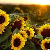 Bethany Gill's photo