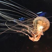 Hazrienne Ahmad's photo