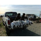 Chris Williams's photo
