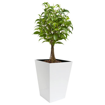 Madeira Conica Tapered Stainless Steel Planter, White
