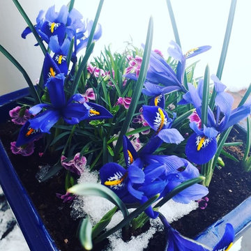 Winter birthday planters