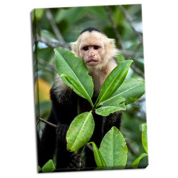 Fine Art Photograph, Capuchin Monkey I, Hand-Stretched Canvas