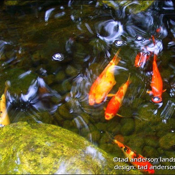 Koi Patrol. Minnesota Landscape Design.