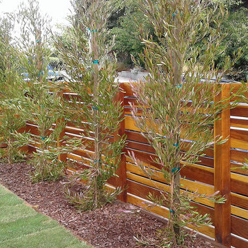 Hedge Plants--Hopseed